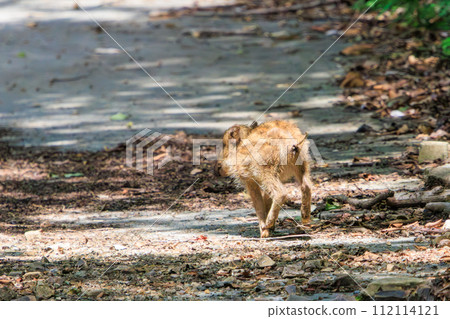 A cute Uribo (juvenile Japanese wild boar). At Hayatogawa Forest Road, Sagamihara City, Kanagawa Prefecture, Japan. August 2023 1 A cute Uribo (juvenile Japanese wild boar). At Hayatogawa Forest Road, Sagamihara City, Kanagawa Prefecture, Japan. August 2023 1 112114121