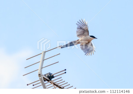 Beautiful Azure-winged Magpie (Cya) 112114146