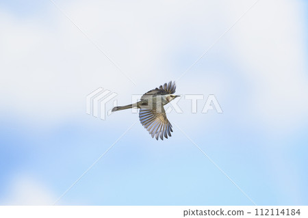 Brown eagle fly Brown eagle fly 112114184