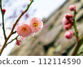 Plum blossoms telling the arrival of spring 112114590