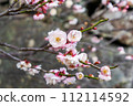 Plum blossoms telling the arrival of spring 112114592