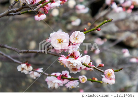 Plum blossoms telling the arrival of spring Plum blossoms telling the arrival of spring 112114592