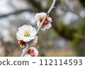 white plum blossom 112114593