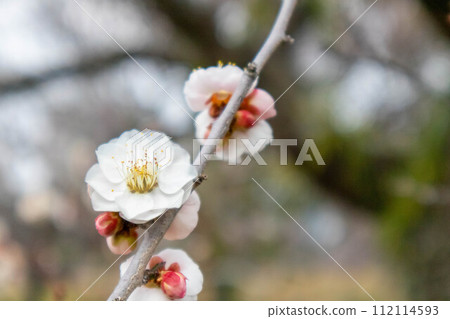 白梅花 白梅花 112114593
