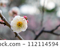 Plum blossoms telling the arrival of spring 112114594