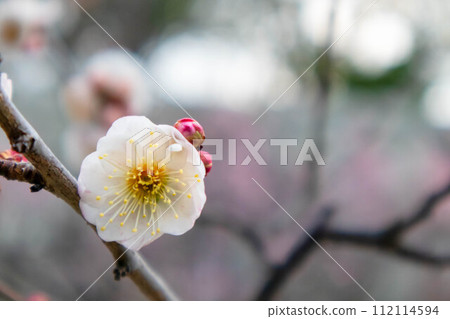 梅花告訴春天的到來 梅花告訴春天的到來 112114594