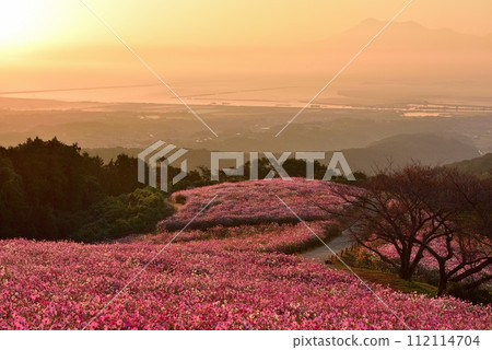 白紀峰高原和雲仙普玄岳的波斯菊 112114704