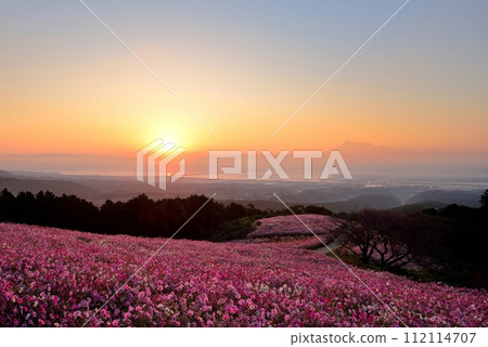白紀峰高原和雲仙普玄岳的波斯菊 112114707