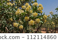 Commiphora wightii, Indian bdellium-tree or Mukul myrrh tree, is a flowering plant in the family Burseraceae. 112114860