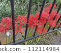 Red spider lily at the end of September 112114984