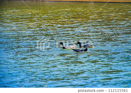 Duck 112115561