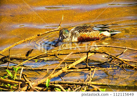 Duck 112115649