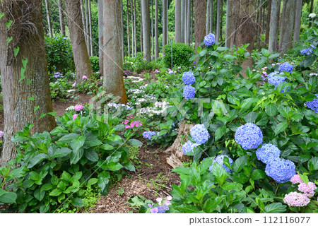 Kitaibaraki Hydrangea Forest 2023-6-25 #6 Kitaibaraki Hydrangea Forest 2023-6-25 #6 112116077