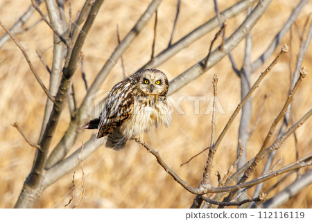 A beautiful short-eared owl (family Owlidae) takes flight to hunt on a riverbed at dusk. Edogawa River, Misato City, Saitama Prefecture, Japan 112116119