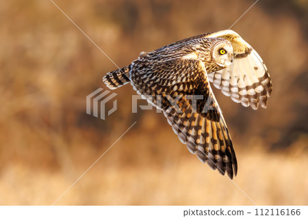 A beautiful short-eared owl (family Owlidae) takes flight to hunt on a riverbed at dusk. Edogawa River, Misato City, Saitama Prefecture, Japan 112116166