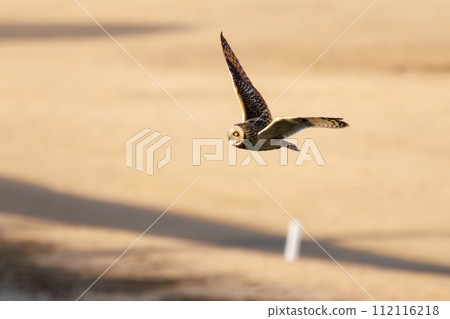 A beautiful short-eared owl (family Owlidae) takes flight to hunt on a riverbed at dusk. Edogawa River, Misato City, Saitama Prefecture, Japan 112116218