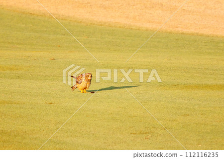 A beautiful short-eared owl (family Owlidae) takes flight to hunt on a riverbed at dusk. Edogawa River, Misato City, Saitama Prefecture, Japan A beautiful short-eared owl (family Owlidae) takes flight to hunt on a riverbed at dusk. Edogawa River, Misato City, Saitama Prefecture, Japan 112116235
