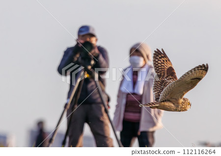 A beautiful short-eared owl (family Owlidae) takes flight to hunt on a riverbed at dusk. Edogawa River, Misato City, Saitama Prefecture, Japan 112116264