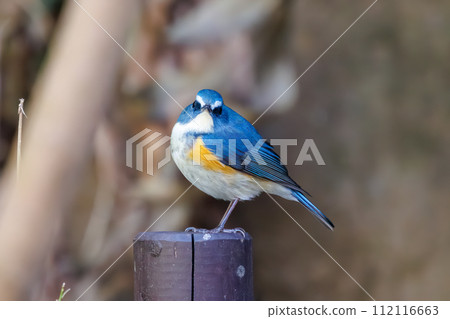 The blue bird of happiness, the cute Blue-winged Flycatcher (Flycatidae). A happy blue bird, the lovel The blue bird of happiness, the cute Blue-winged Flycatcher (Flycatidae). A happy blue bird, the lovel 112116663