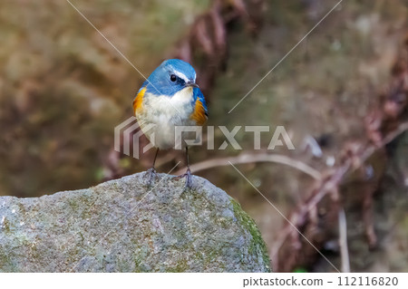 The blue bird of happiness, the cute Blue-winged Flycatcher (Flycatidae). A happy blue bird, the lovel The blue bird of happiness, the cute Blue-winged Flycatcher (Flycatidae). A happy blue bird, the lovel 112116820