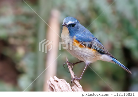 The blue bird of happiness, the cute Blue-winged Flycatcher (Flycatidae). A happy blue bird, the lovel 112116821