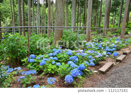 Kitaibaraki Hydrangea Forest 2023-6-25 #11 112117281