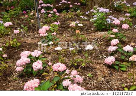 Kitaibaraki Hydrangea Forest 2023-6-25 #15 Kitaibaraki Hydrangea Forest 2023-6-25 #15 112117287