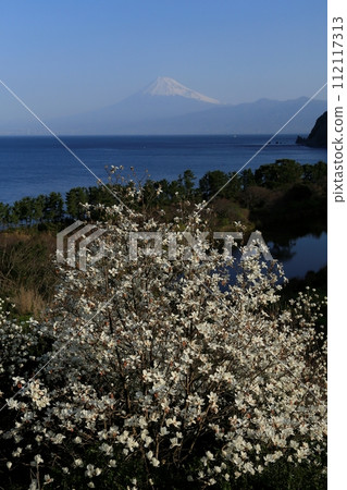 白玉蘭以外的駿河灣和富士山 112117313