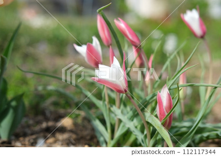 春天花壇裡盛開的本土鬱金香的粉紅色花朵 112117344