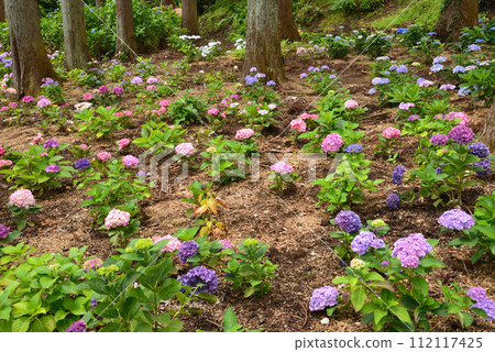 Kitaibaraki Hydrangea Forest 2023-6-25 #22 Kitaibaraki Hydrangea Forest 2023-6-25 #22 112117425