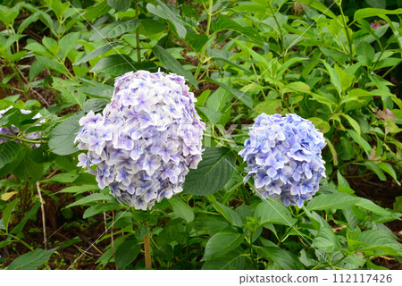 北茨城繡球花林 2023-6-25 #23 北茨城繡球花林 2023-6-25 #23 112117426