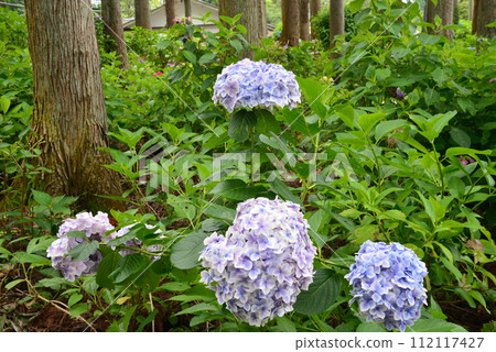 北茨城繡球花林 2023-6-25 #24 北茨城繡球花林 2023-6-25 #24 112117427