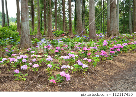 Kitaibaraki Hydrangea Forest 2023-6-25 #27 Kitaibaraki Hydrangea Forest 2023-6-25 #27 112117430