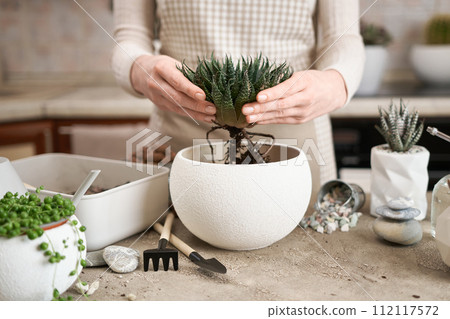 Woman holding Aloe Aristata house plant with roots for replanting 112117572