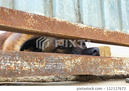 A dog looks out of a crack under an iron gate. Security systems, animals signal burglary and intrusion 112117672