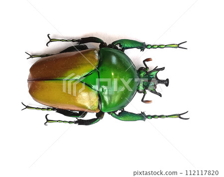 big bug isolated 112117820