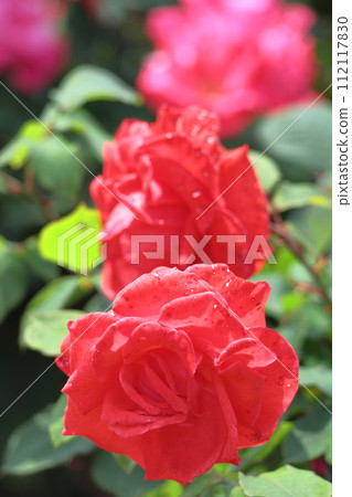 Queen of flowers Queen of flowers 112117830