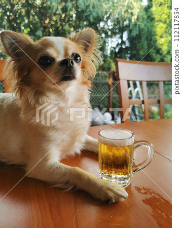 small dog and small beer for chihuahua small dog and small beer for chihuahua 112117854