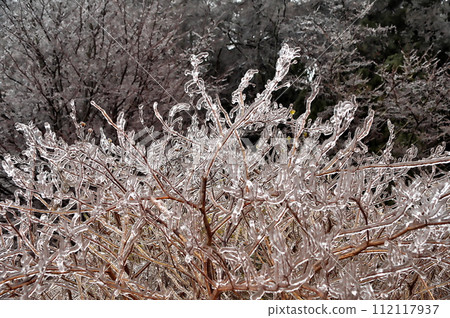 雨冰冰 雨冰冰 112117937