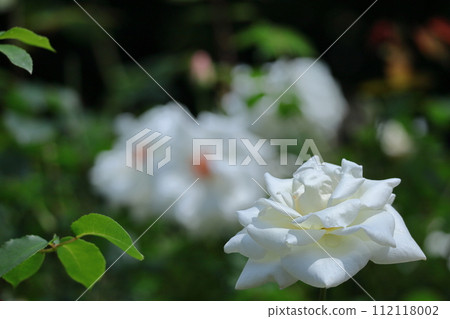 花的女王 112118002