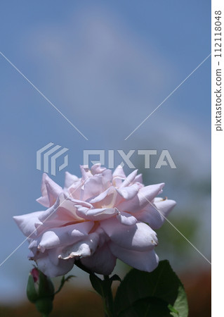 花的女王 花的女王 112118048