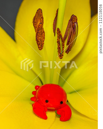 crab on lily flower crab on lily flower 112118056