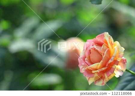 Queen of flowers Queen of flowers 112118066