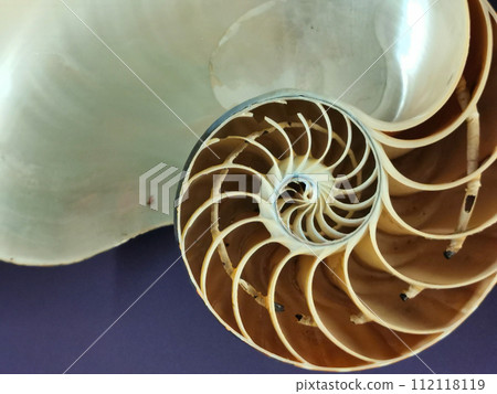 ammonite fossil texture ammonite fossil texture 112118119