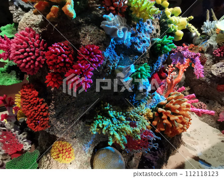 color corals as very nice background color corals as very nice background 112118123