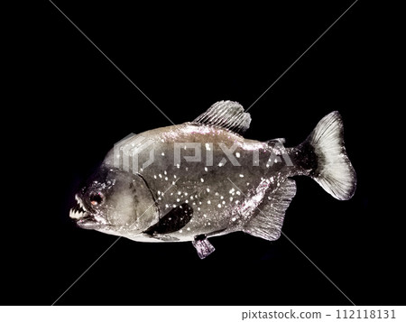 piranha fish isolated 112118131