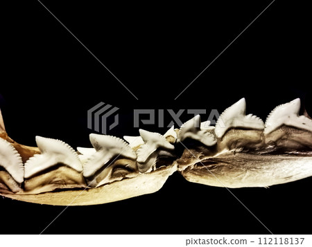 shark tooths isolated 112118137