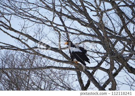 Steller's sea eagle perched in a river forest on a sunny day in winter Steller's sea eagle perched in a river forest on a sunny day in winter 112118241