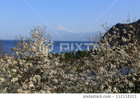 Suruga Bay and Mt. Fuji beyond the white magnolias Suruga Bay and Mt. Fuji beyond the white magnolias 112118321