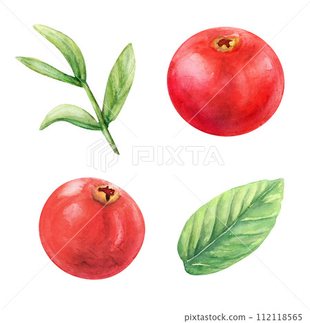Cranberry berry leaf twig watercolor drawing. Juicy delisious cowberry fruit summer illustration. Sweet sour vitamin branch aquarelle picture isolated on white background. Red berry dessert decoration Cranberry berry leaf twig watercolor drawing. Juicy delisious cowberry fruit summer illustration. Sweet sour vitamin branch aquarelle picture isolated on white background. Red berry dessert decoration 112118565